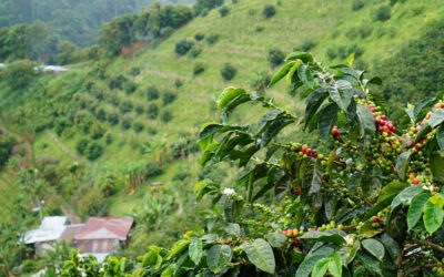 Sourcing alternatives to Colombian coffee for blends