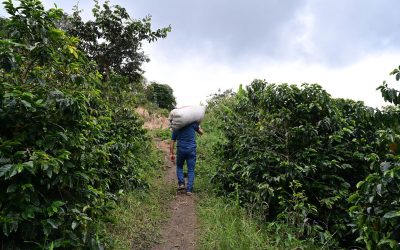 Origin Coffee Lab, Peru